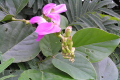 Canavalia virosa
